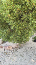 HMN Botanical oil